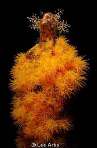 Feeding time for the coral by Lee Arbo 